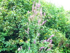 IMG 4451